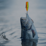 Fish hooked on bright fishing lure